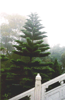 januarayor copy1.png